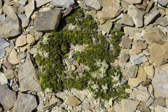 Anisotome procumbens
