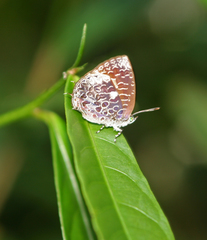 Arhopala ammonides