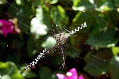 Argiope appensa