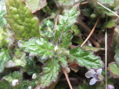 Ajuga decumbens