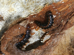 Dermestes carnivorus