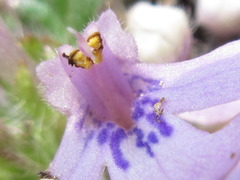 Ajuga decumbens