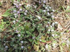 Ajuga decumbens
