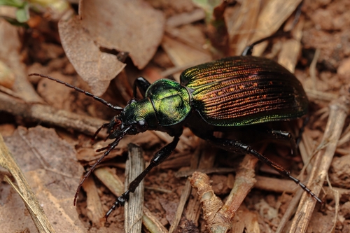 Calosoma alternans photo 3