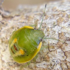 Glaucias