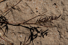 Eragrostis dielsii