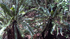Dioon merolae