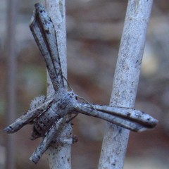 Phazaca interrupta