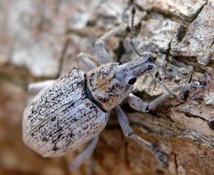 Elytrocallus lapeyrousei