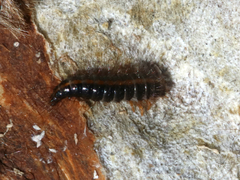 Dermestes carnivorus