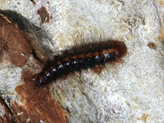 Dermestes carnivorus