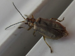 Galerucella grisescens