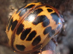 Paropsides soriculata