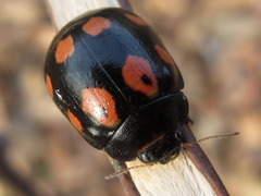Paropsides soriculata