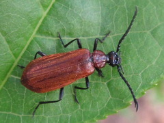 Pseudopyrochroa rufula