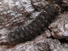 Cerogria janthinipennis