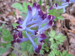 Corydalis incisa