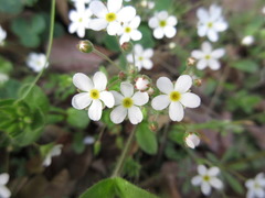 Androsace umbellata