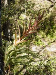 Tillandsia parryi