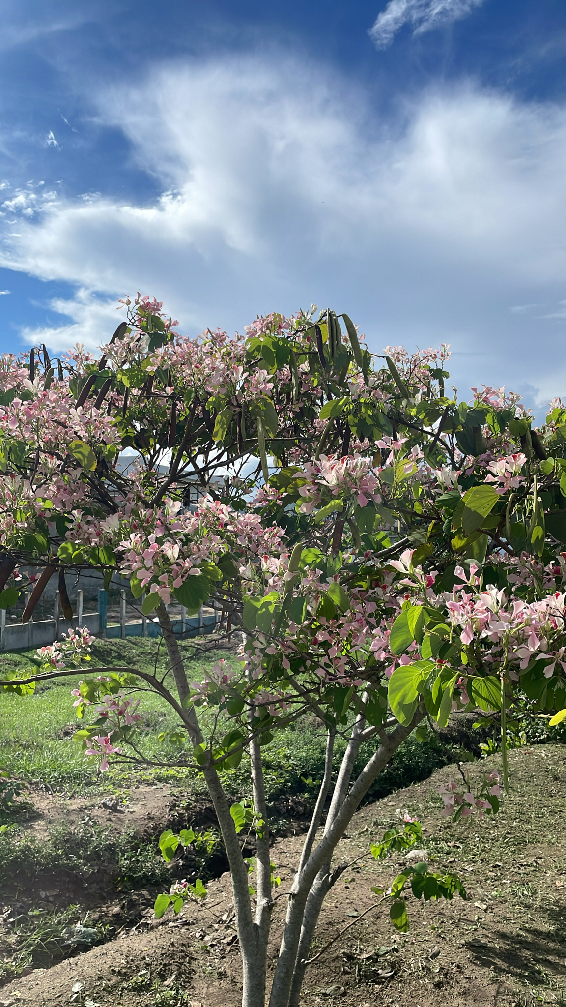 Bauhinia monandra