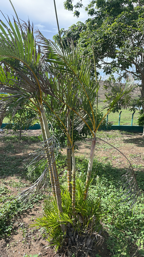Areca Palm
