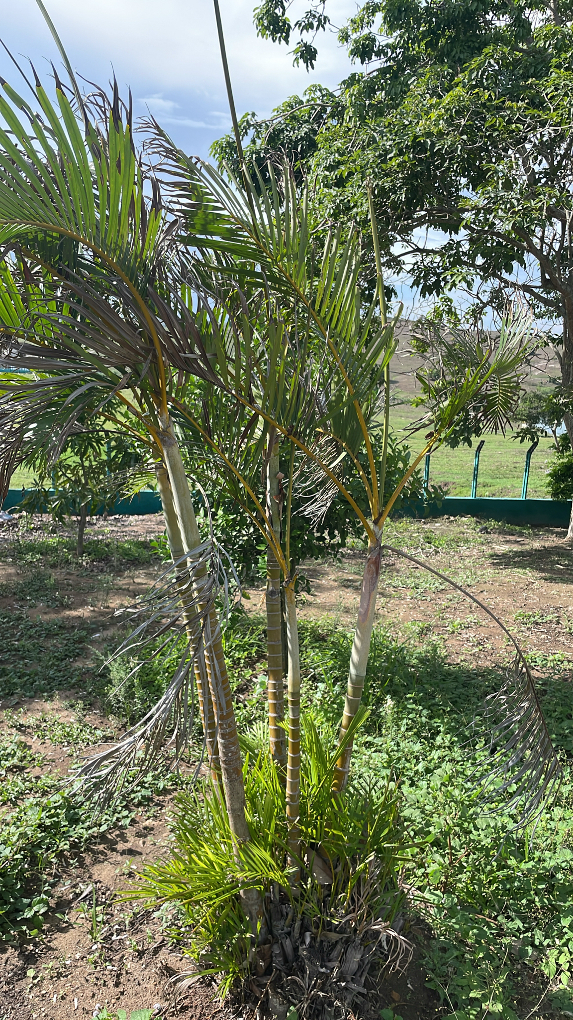 Chrysalidocarpus lutescens