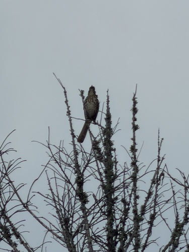 Brown Thrasher