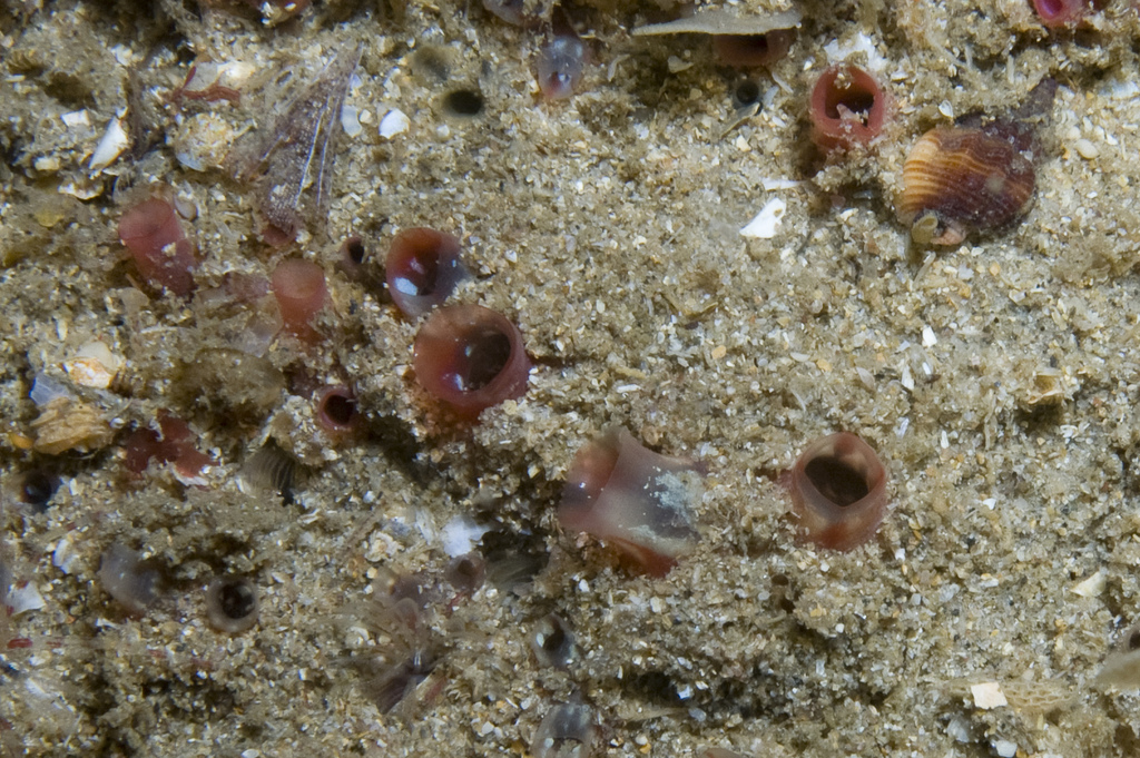 Polycarpe fibreuse