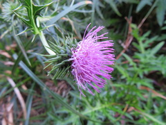 Cirsium nipponicum incomptum