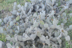 Opuntia pycnantha