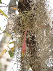 Tillandsia arroyoensis