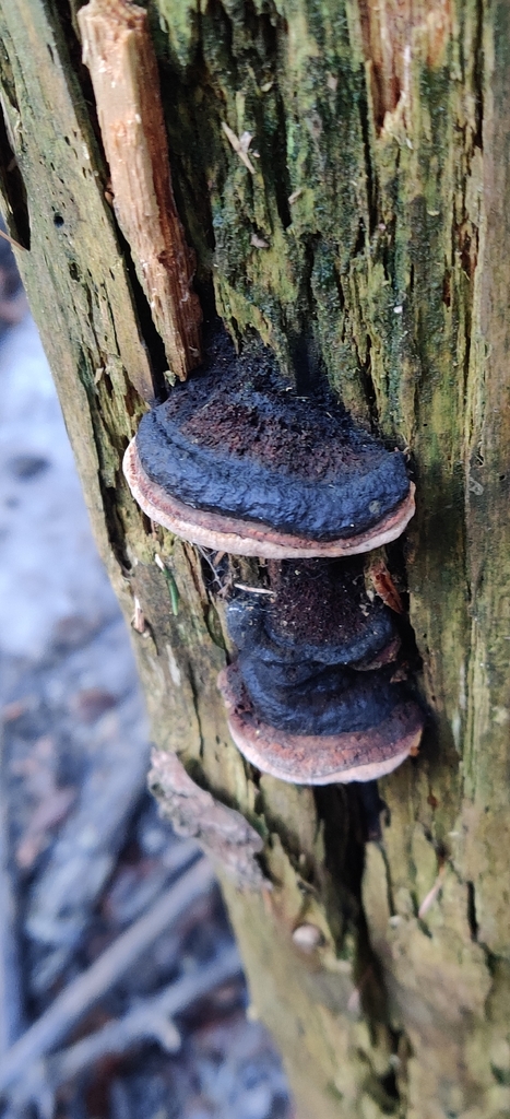 Osmoporus odoratus · March 2026 · photo: © jokerrr83 (iNaturalist, cc-by)