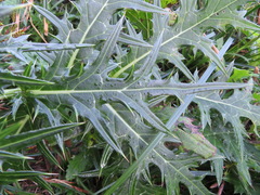 Cirsium nipponicum incomptum