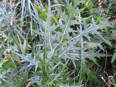 Cirsium nipponicum incomptum