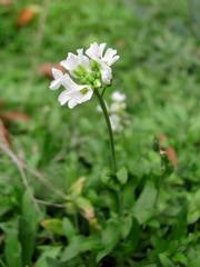Schivereckia podolica