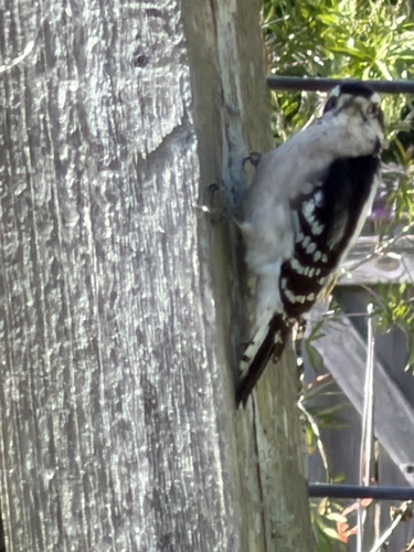 Downy Woodpecker