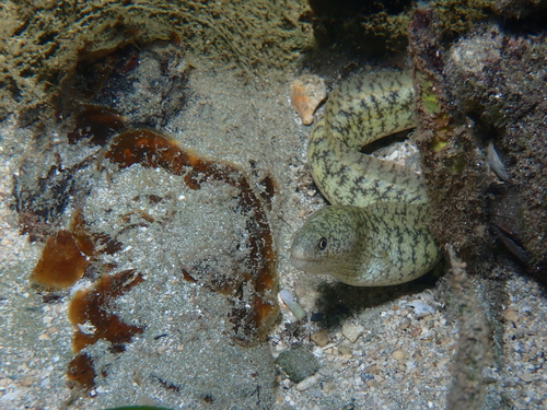 Richardsons murene (Gymnothorax richardsonii) — Muraenidae — 5