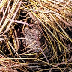 Sclerophrys capensis
