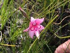 Gladiolus pappei