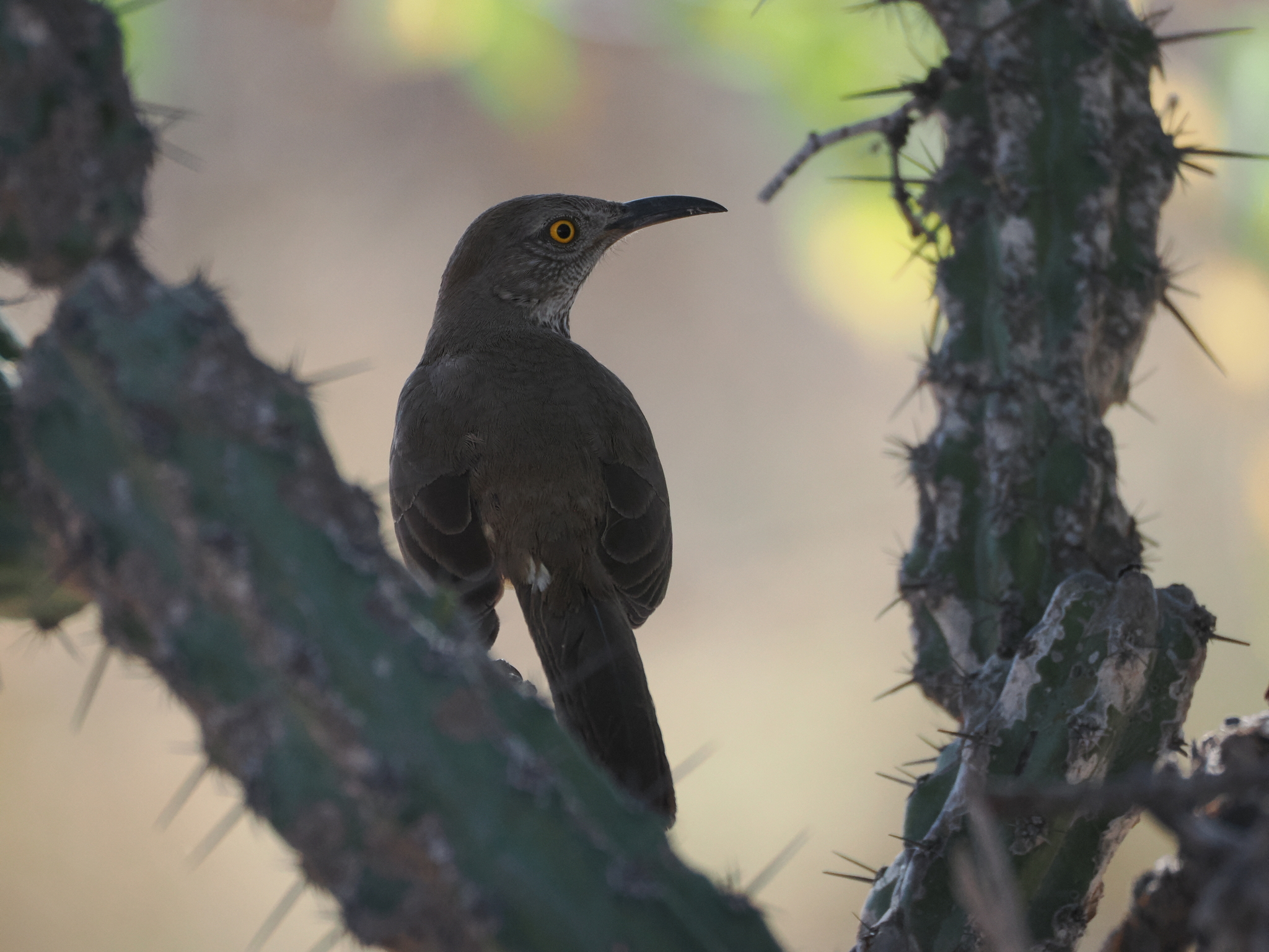 Grey Thrasher (Toxostoma cinereum), photo 4