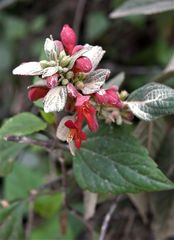 Colquhounia coccinea
