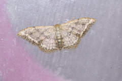Idaea falcipennis