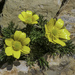 Gunn's Alpine Buttercup - Photo (c) Nick Fitzgerald, some rights reserved (CC BY-NC), uploaded by Nick Fitzgerald