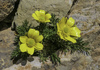 Gunn's Alpine Buttercup - Photo (c) Nick Fitzgerald, some rights reserved (CC BY-NC), uploaded by Nick Fitzgerald