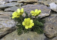 Ranunculus gunnianus