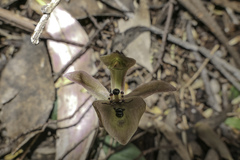 Chiloglottis gunnii
