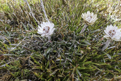 Helichrysum pumilum pumilum