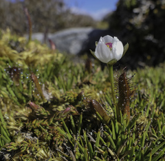 Drosera murfetii