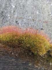 Ceratodon