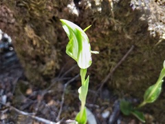 Pterostylis dubia